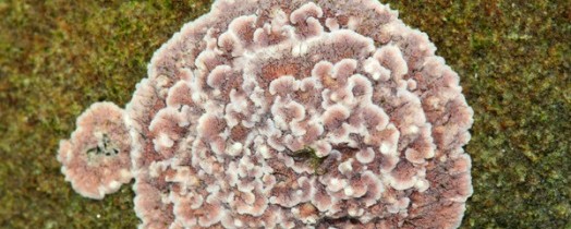Mednarodna raziskovalna skupina odkrila prvo sladkovodno vrsto koralinske rdeče alge