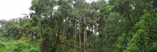 Timotej Turk Dermastia: Skrivnosti, posebnosti in lepote tropskih ekosistemov na Kostariki