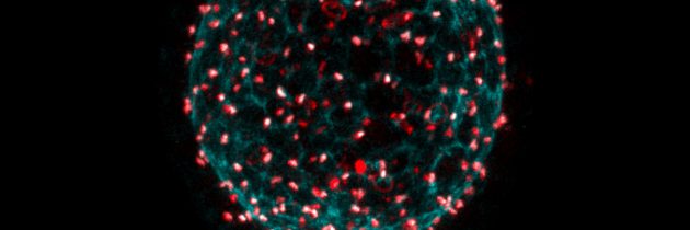 Raziskovalci korak bližje v razlagi nastanka dominantnih klonov in  naravi celičnega cikla