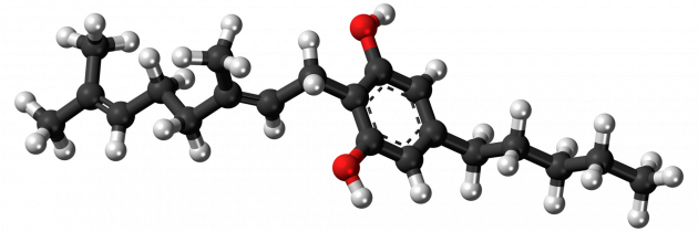 CBG + CBD pomembno vplivata na sposobnost preživetja rakavih celic glioblastoma