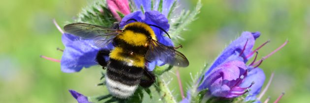 S pilotnim monitoringom našli 239 vrst čebel, tudi vrsto, ki je bila v Sloveniji opažena prvič