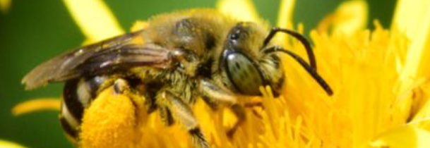 Kakšni so rezultati monitoringa divjih čebel v Sloveniji?
