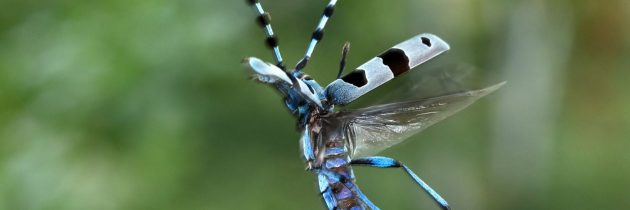 E-NAT2CARE –  za ohranjanje in obnavljanje območij Natura 2000 v širšem obmejnem prostoru