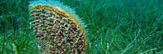 Na Morski biološki postaji Piran prizadevanja za ohranitev velikega leščurja