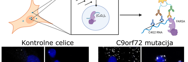 Novo odkritje v raziskovanju vzrokov amiotrofične lateralne  skleroze in frontnotemporalne demence