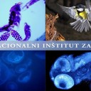 Predavanje prof. Stephena Mingerja: Uporaba matičnih celic