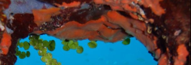 Dan biotske raznovrstnosti na Morski biološki postaji Piran