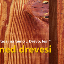 Fotografski natečaj: Znanost med drevesi