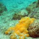 BIOGENIC FORMATION IN THE SLOVENIAN SEA, Lovrenc Lipej, Martina Orlando -Bonaca, Borut Mavrič
