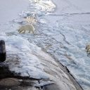 Dr. Griet Neukermans – Borealization of phytoplankton blooms on the Arctic Ocean’s inflow shelves