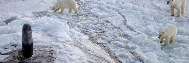 Dr. Griet Neukermans – Borealization of phytoplankton blooms on the Arctic Ocean’s inflow shelves