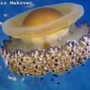 GoJelly – meduza za nove produkte