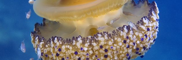 GoJelly – meduza za nove produkte