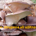 Znc: dr. Rober Frangež – Bukov ostrigar, strupena ali užitna goba?