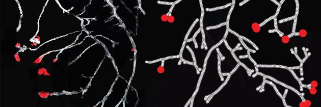 dr. Edouard Hannezo: Kvantitativni samoorganizirani model morfogeneze razvejanja