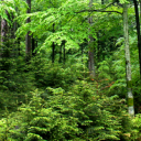 Pahernikova ustanova – dejavnosti