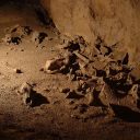 Tudi genom slovenskega rjavega medveda dokazuje, da jamski medved ni popolnoma izumrl