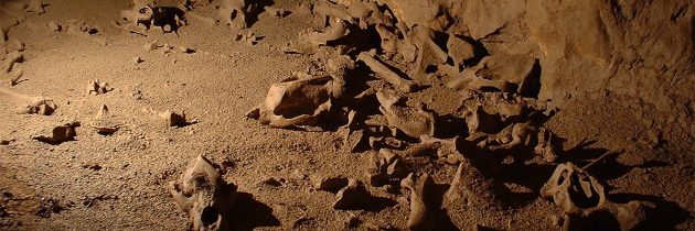 Tudi genom slovenskega rjavega medveda dokazuje, da jamski medved ni popolnoma izumrl