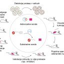 Pomembna dosežka IJS na področju odkrivanja in zdravljenja raka
