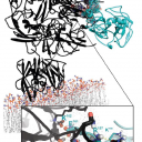 Znanstveniki Instituta »Jožef Stefan« odkrili protein, ki obeta zdravljenje venske trombembolije