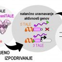 TALE zna nove trike: raziskovalci razvili nov način uravnavanja delovanja genov
