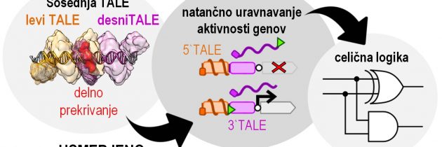 TALE zna nove trike: raziskovalci razvili nov način uravnavanja delovanja genov
