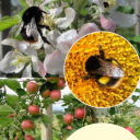 Strokovni posvet: Pestrost opraševalcev za zanesljivo pridelavo