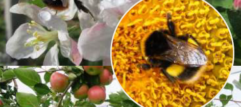 Strokovni posvet: Pestrost opraševalcev za zanesljivo pridelavo