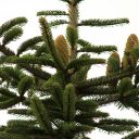 dr. Samo Kreft: Farmacevtske raziskave izvlečka vej bele jelke