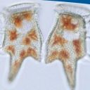 “Dinoflagelati, diatomeje, njihovi toksini in zastrupitve z morsko hrano”