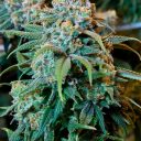 Konoplja in rakave bolezni: znanost proti predsodkom in zlorabi