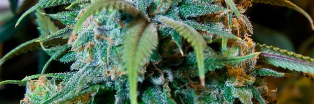 Konoplja in rakave bolezni: znanost proti predsodkom in zlorabi