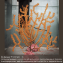 Íris Sampaio: Deep dive into the NE Atlantic octocorallia world