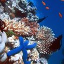 Predavanje Koralni greben v Sloveniji