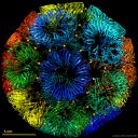 Nov sintetični protein v obliki nogometne žoge za usmerjanje procesov v organizmih