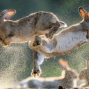 Svetovni dan biodiverzitete