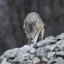 Projekt LIFE WolfAlps v EU izbran kot najboljši projekt v kategoriji Narava in Biotska raznovrstnost zaključen v letu 2018