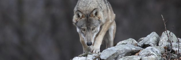 Projekt LIFE WolfAlps v EU izbran kot najboljši projekt v kategoriji Narava in Biotska raznovrstnost zaključen v letu 2018