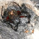 Manjši pajki niso hitrejši plezalci