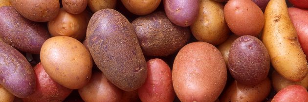 Virus, ki lahko uniči celoten pridelek krompirja
