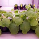 Znanstveniki pozivajo Evropski parlament in komisijo, da omogoči uporabo tehnik urejanja genoma za trajnostno kmetijstvo