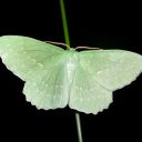 Nočni metulji Slovenije