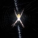Ren-Chung Cheng: The function and evolution of web decoration in Argiope spiders