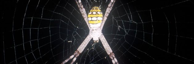 Ren-Chung Cheng: The function and evolution of web decoration in Argiope spiders
