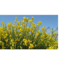 Širjenje bakterijskega ožiga oljk – grožnja za Sredozemlje in širše?