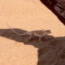 Gorske kuščarice se težje spopadajo s podnebnimi spremembami