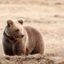 dr. Tomaž Skrbinšek: Uporaba genetike pri spremljanju stanja populacij velikih zveri