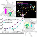 dr. Mojca Benčina: Skrivnosti prirojenega imunskega odgovora na okužbe