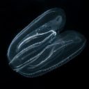 Tujerodna rebrača Mnemiopsis leidyi v slovenskem morju