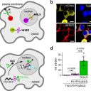 Raziskovalci Kemijskega inštituta razvili orodja za izboljšano uravnavanje človeških celic